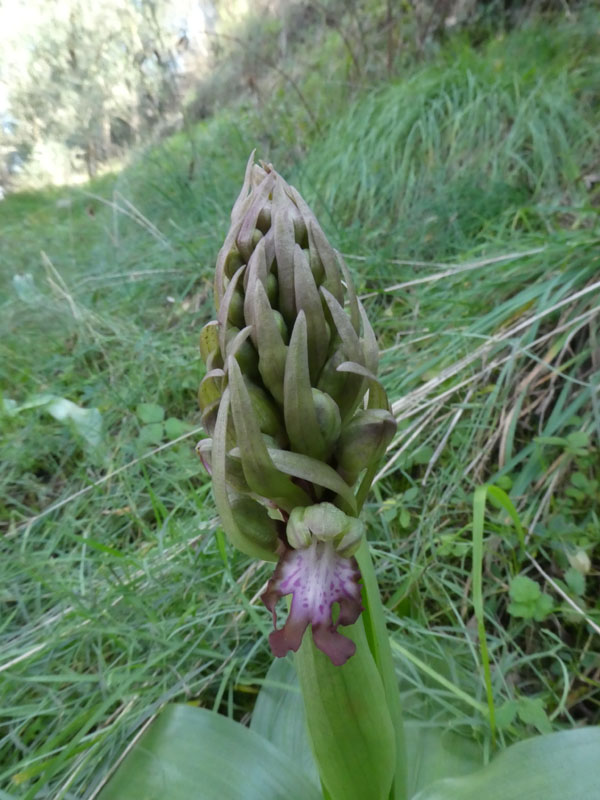 Barlia robertiana - Lago di Garda (VR)